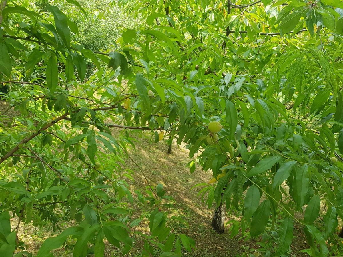 Apartman Potocki Krapina Dış mekan fotoğraf